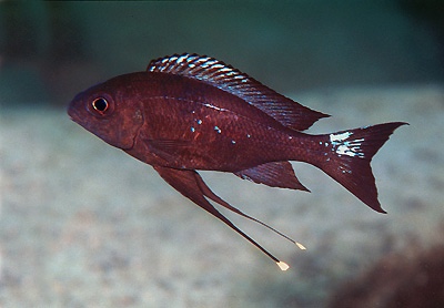 Ophthalmotilapia boops 'Kampemba Point'